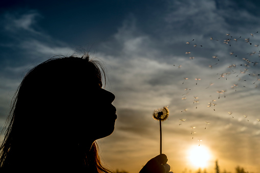 a silhouette of a young girl with dandelions