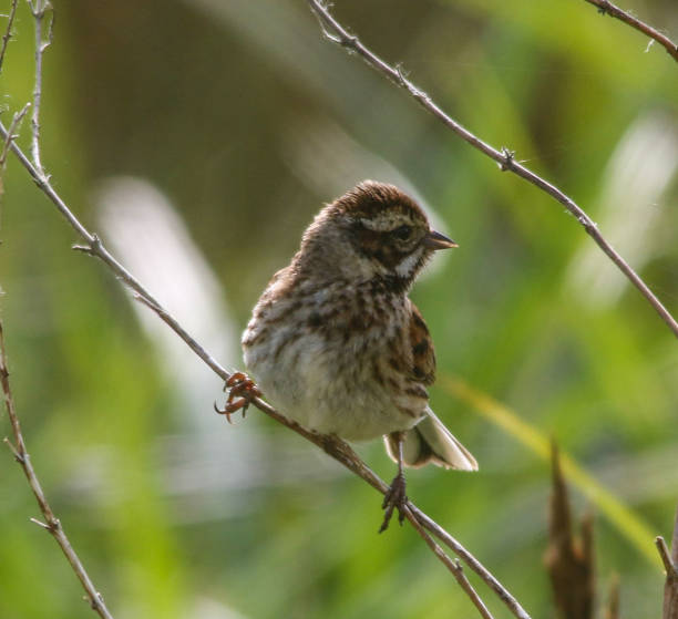 istock Reed Bunting at Titchfield Haven 960932742