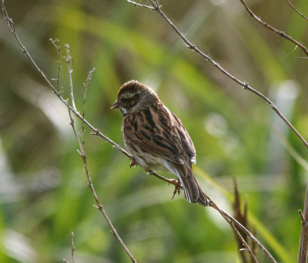 istock Reed Bunting at Titchfield Haven 960932748