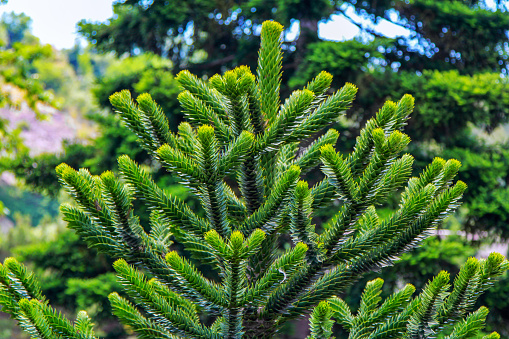 Araucaria araucana or Chilean pine - evergreen conifer tree  branch with soft needles, growing in a garden