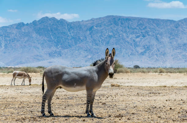 istock Somali wild donkey (Equus africanus)and asian wild donkey (Equus hemionus) 960936904