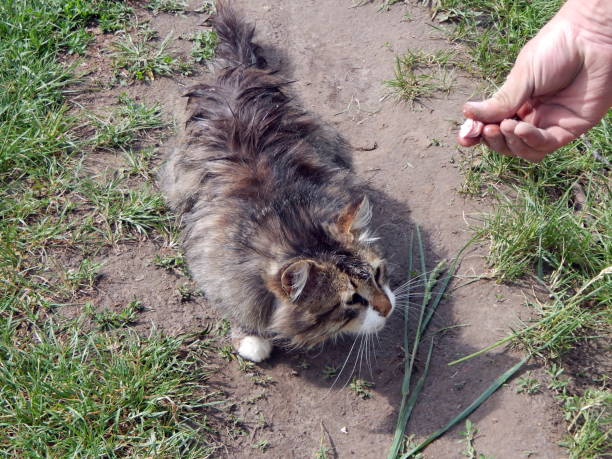 istock Cat on the ground, feeding a cat 960942582