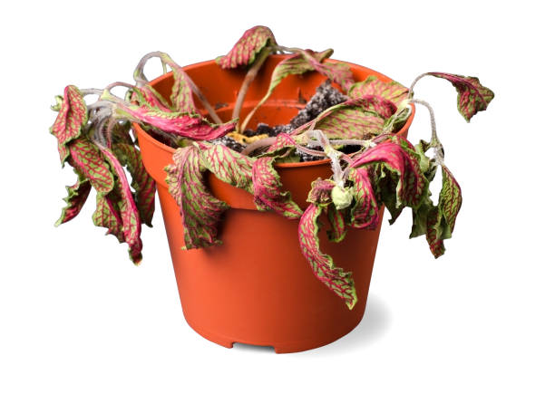 istock Dead plant in a pot. On white background isolated 960946244