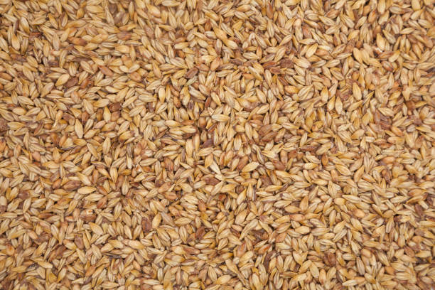 malto d'orzo - brewery beer barley cereal plant foto e immagini stock