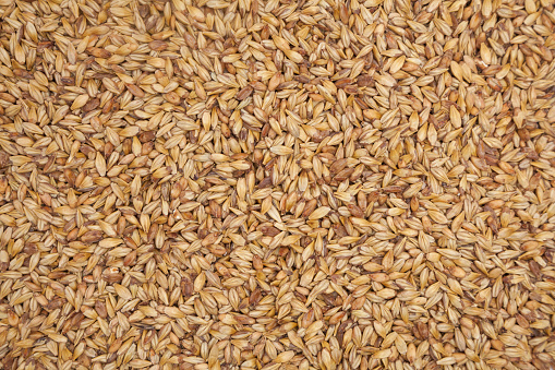 Barley malt background texture