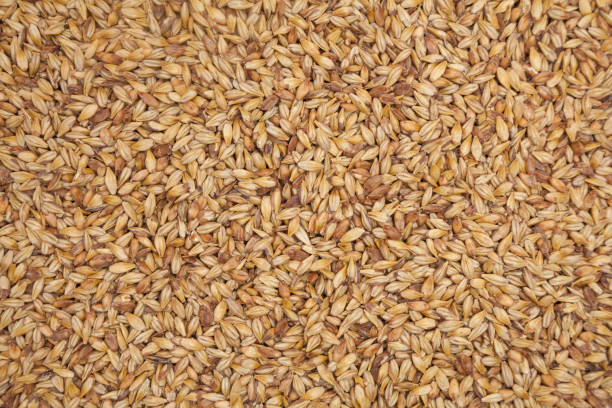 ячменный солод - barley стоковые фото и изображения