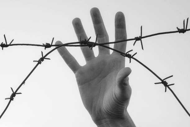 istock Hand clutch at barbed wire fence. Black white concept 960950060