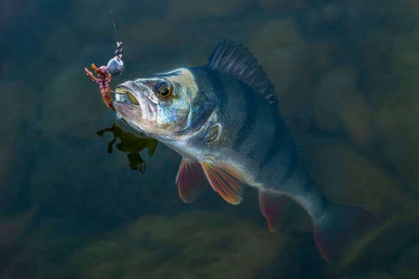 istock Caught perch fish trophy in water. Fishing background 960950062