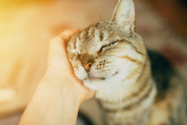 istock Happy cat likes being stroked by woman's hand 960950782