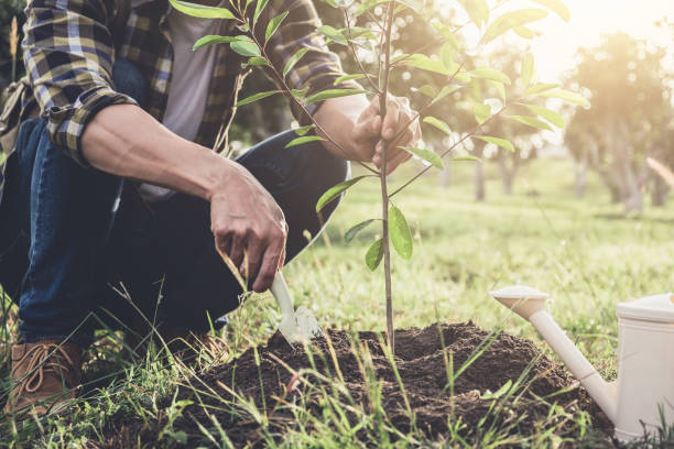istock Young man planting the tree while Watering a tree working in the garden as save world concept, nature, environment and ecology 960951016