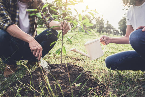 istock Young couple planting the tree while Watering a tree working in the garden as save world concept, nature, environment and ecology 960951032
