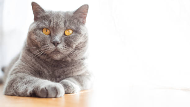 istock British shorthair cat with expressive orange eyes on floor 960952376