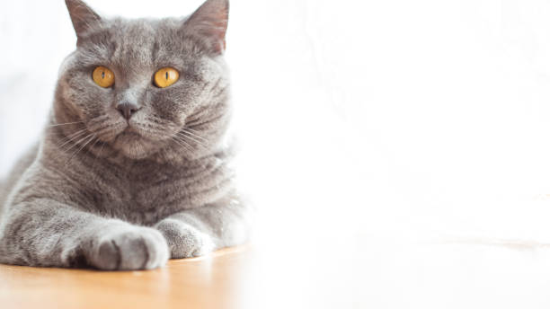 istock British shorthair cat with expressive orange eyes on floor 960952410