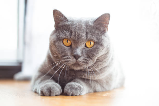 istock British shorthair cat with expressive orange eyes on floor 960954486