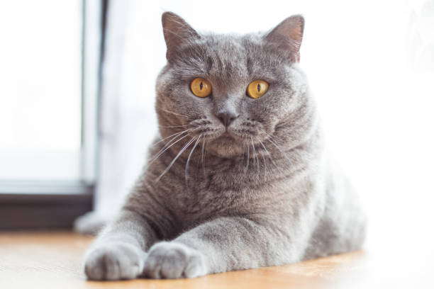 istock British shorthair cat with expressive orange eyes on floor 960954516