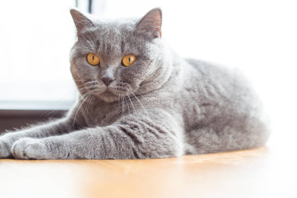 istock British shorthair cat with expressive orange eyes on floor 960954524