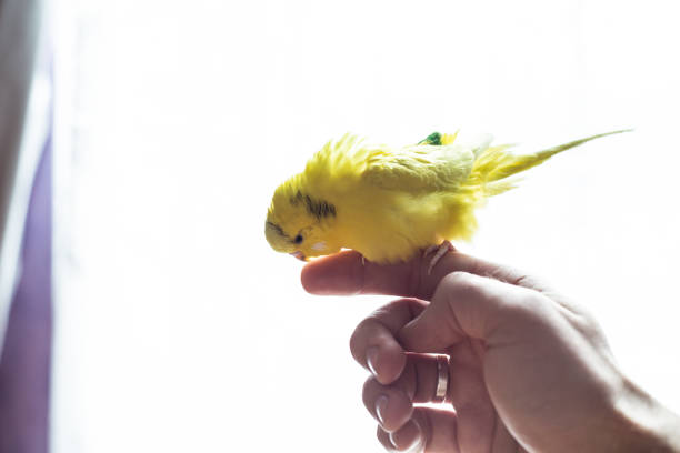 istock Cute Yellow wavy parrot is sitting on a male hand 960954586