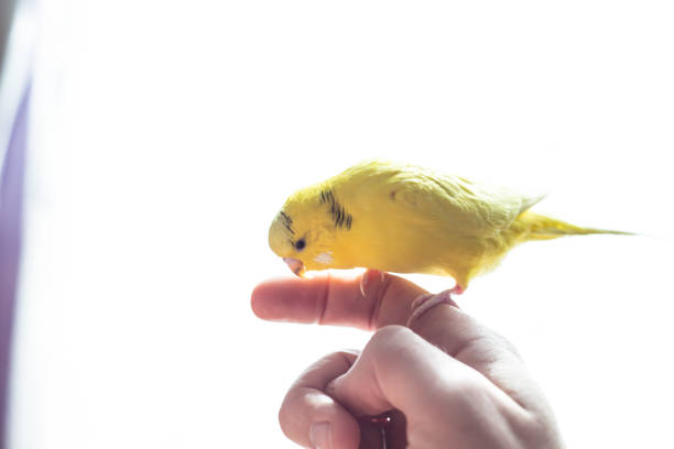 istock Cute Yellow wavy parrot is sitting on a male hand 960954588