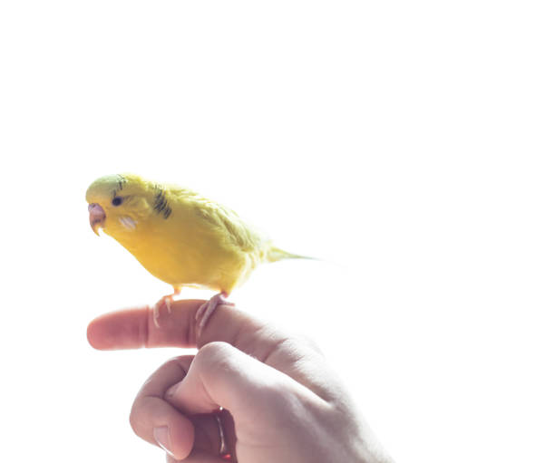 istock Cute Yellow wavy parrot is sitting on a male hand 960954598