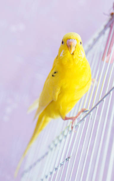 istock Yellow wavy parrot is sitting on a cage 960954618