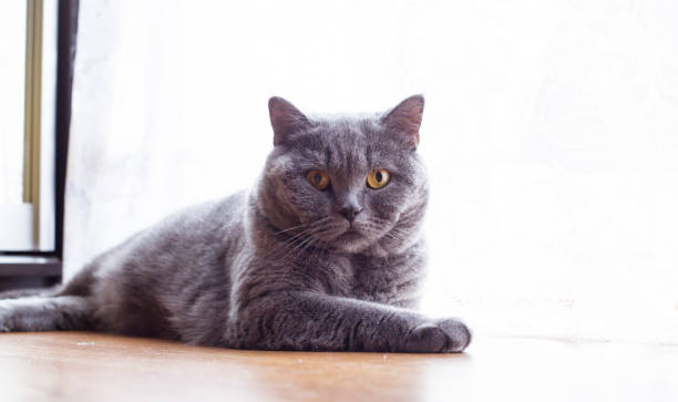 istock Young British Shorthair Cat lying on the floor indoors 960954634