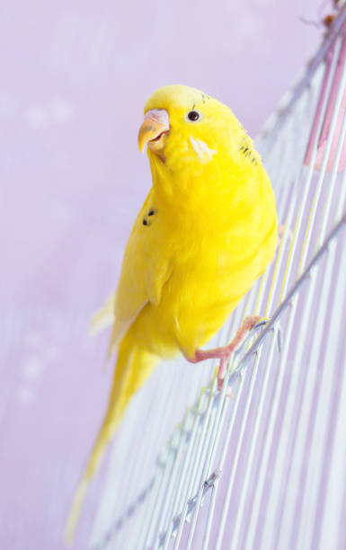 istock Yellow wavy parrot is sitting on a cage 960954690