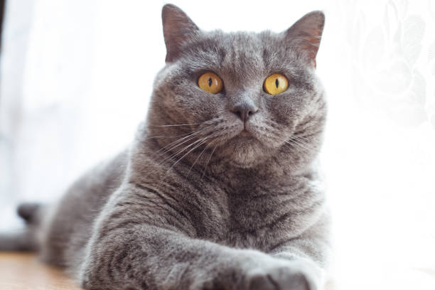 istock British shorthair cat with expressive orange eyes on floor 960954794
