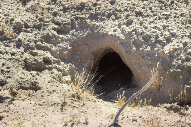 istock Desert Critter Iguana Lizard Reptile Burrow Den 960954820