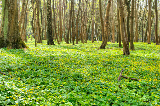 Blossoming Ficaria verna in beech grove Spring flower Ficaria verna in a beech grove ficaria verna stock pictures, royalty-free photos & images