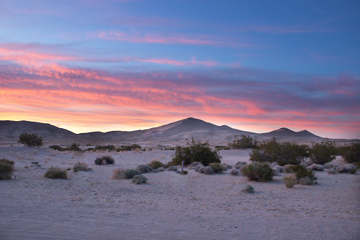 Desert Sand Dunes and Cactus Landscape at Sunset and Sunrise