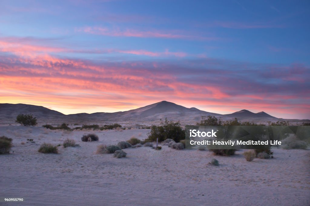 Desert Sand Dunes and Cactus Landscape at Sunset and Sunrise Nevada Stock Photo