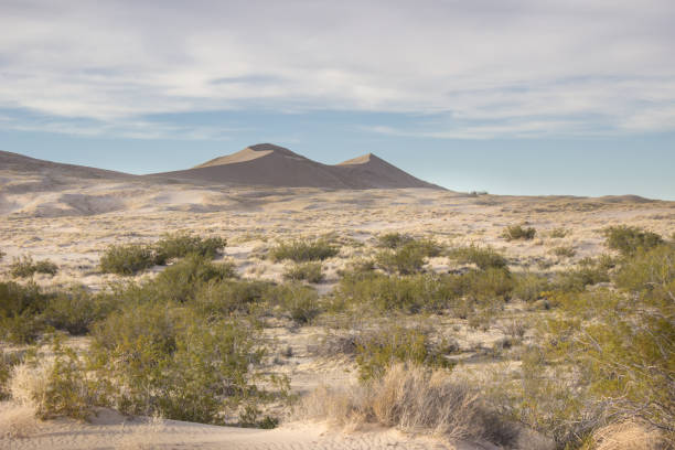 istock Desert Sand Dunes and Cactus Landscape 960955792