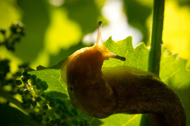 Garden slug on a vine leaf in a sunny garden