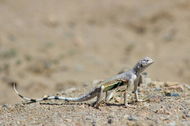 istock Desert Critter Iguana Lizard Reptile 960958558