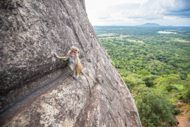 istock Monkey in Sigiriya Rock in Sri Lanka 960958976