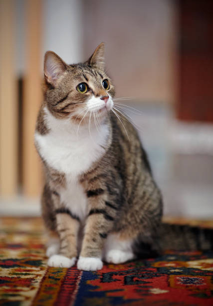 istock The striped domestic cat with white paws, sits on a carpet. 960959840
