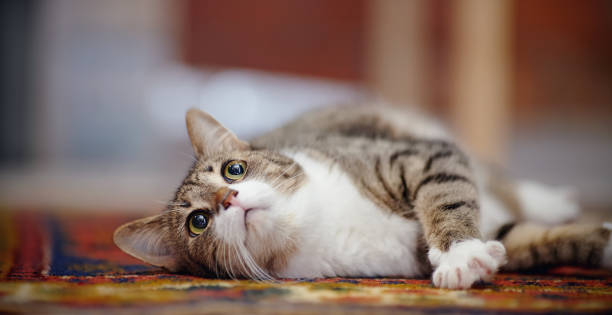 istock Striped cat with white paws, lies on a carpet. 960960212