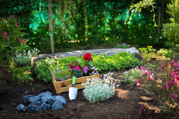 원 예입니다. 햇볕이 잘 드는 정원에서 재배에 대 한 화려한 식물 및 정원 도구 준비의 전체 상자. 봄 정원 개념을 작동합니다. 정원 조 경 작은 사업 시작 합니다. - shovel trowel dirt plant 뉴스 사진 이미지