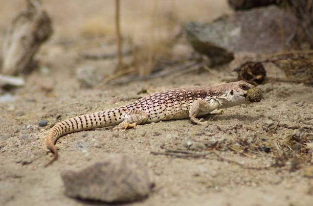 lagarto réptil sauromalus no deserto - lizard landscape desert australia - fotografias e filmes do acervo