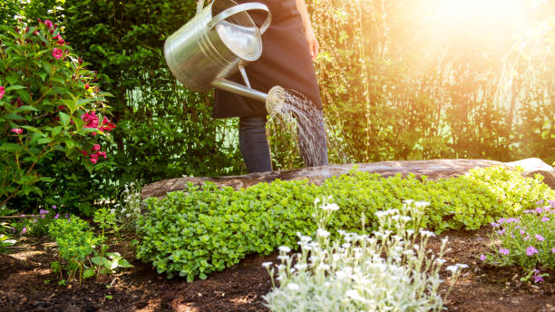 femme méconnaissable arroser le lit de la fleur à l’aide d’arrosoir. concept de jardinage de passe-temps. image jardin fleuri avec lumière parasite. - watering can growth watering gardening photos et images de collection