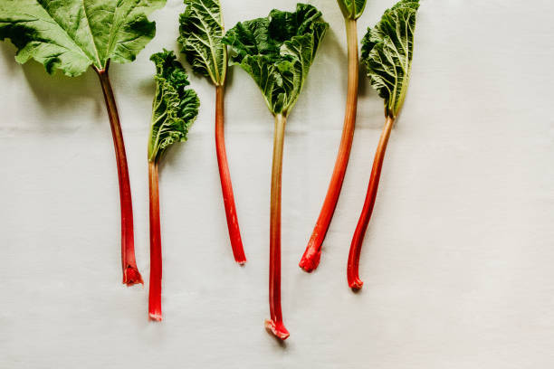 istock Rhubarb red stalks with large green leaves on white background. View from above, horizontal. 960971932