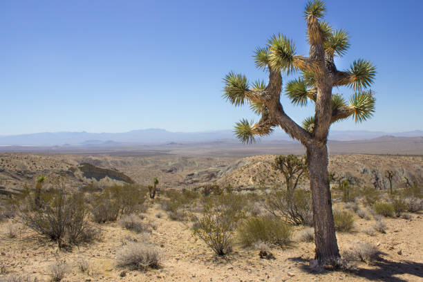istock Rainbow Basin Mojave Desert Slot Owl Canyon 960972894