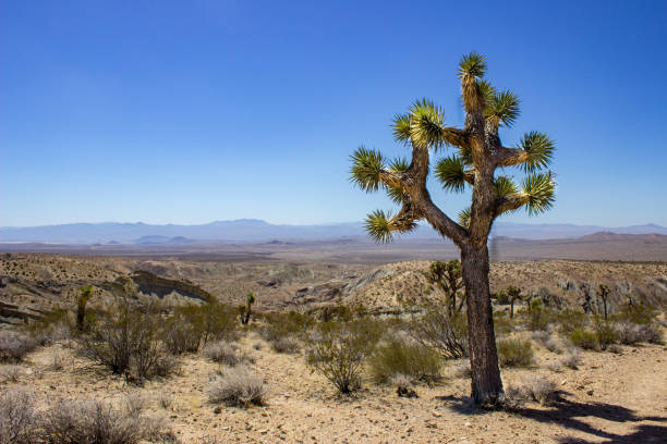 istock Rainbow Basin Mojave Desert Slot Owl Canyon 960972936