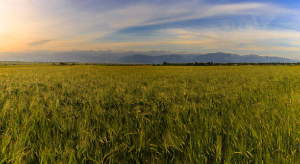 wheat field and snow-capped mountains - ismaili imagens e fotografias de stock