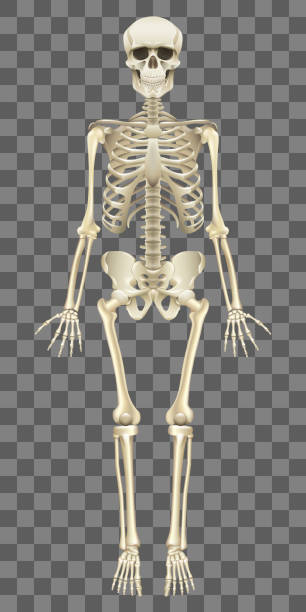 흰색 벡터에 고립 된 인간 해골 - anatomy the human body human bone white background stock illustrations