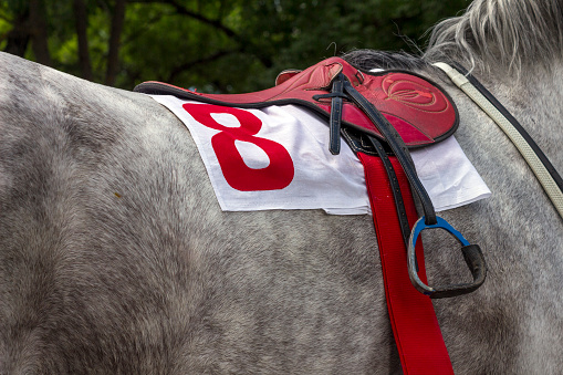 Red saddle with number 8 on a grey horse.