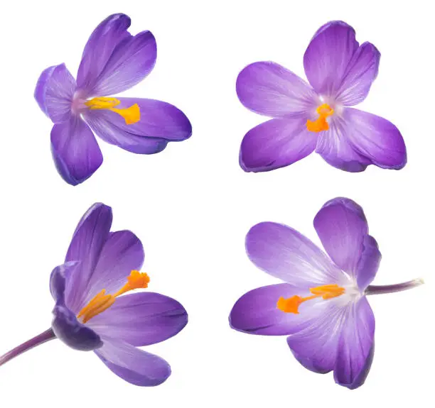 Photo of Collection of saffron flowers. Beautiful crocus on white background - fresh spring flowers