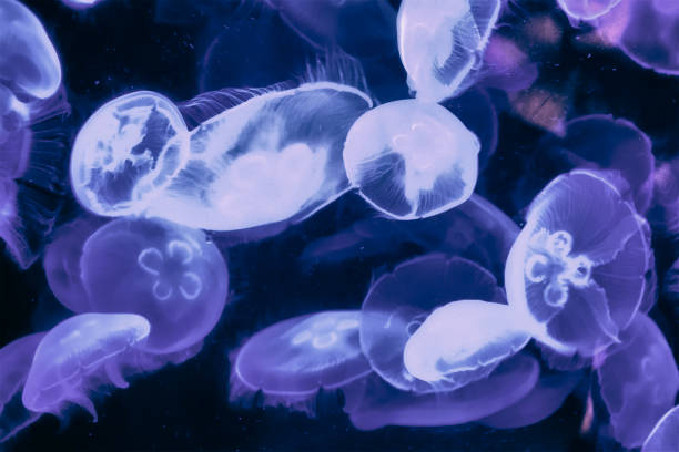 istock An abstract background of a group of jelly fish. 960982576