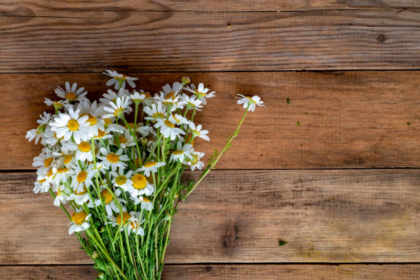 istock Daisy  flowers on wooden background 960990566