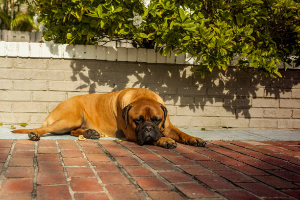 istock Cute bullmastiff dog resting on the ground 960992154